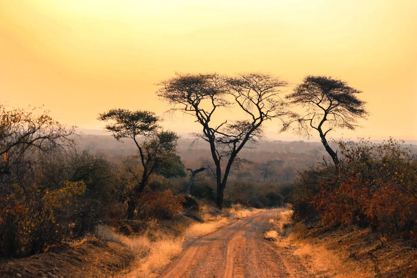 Savanna road at golden hour